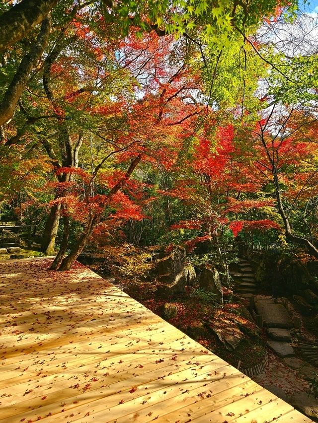 【京都/紅葉スポット】樹齢700年！１度はみたい、神秘的な五葉松🍁