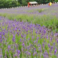 Mayfield lavender Farm - beautiful on either cloudy day or sunny day