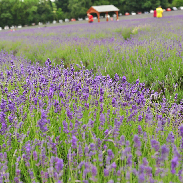 Mayfield lavender Farm - beautiful on either cloudy day or sunny day