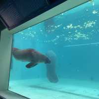 A Fun Getaway to Okinawa Churaumi Aquarium
