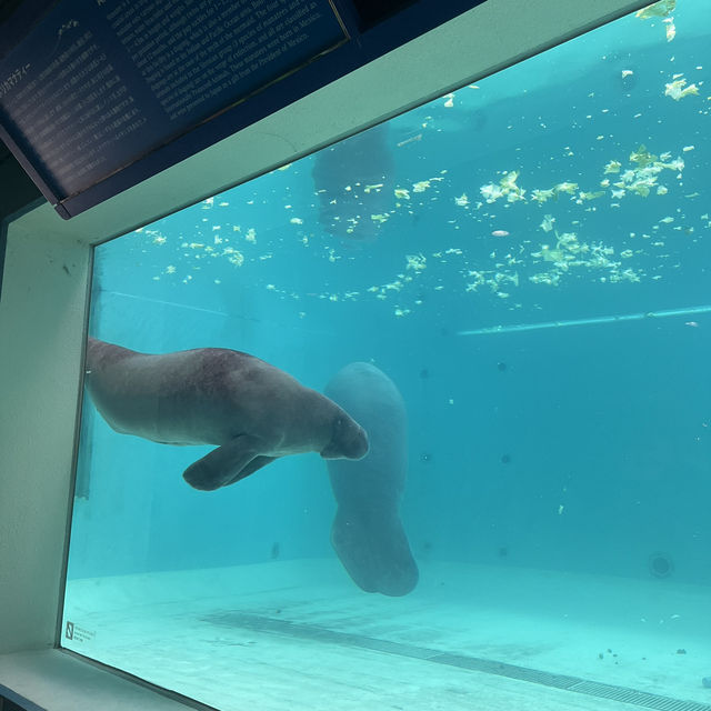 A Fun Getaway to Okinawa Churaumi Aquarium