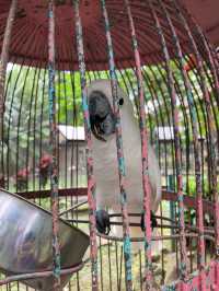 Malagos Birdfeeding Dome 🦜 