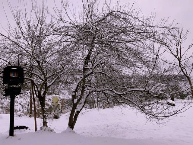 【冬日白雪峽谷神廟】亞美尼亞加尼神廟，體驗和平時不一樣的感受，打卡拍照📸絕佳季節