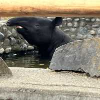 埼玉景點｜東京近郊親子放電之旅—東武動物公園