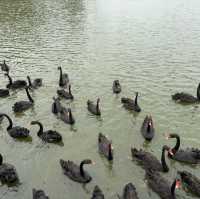Wild Encounters: A Day at Guangzhou Safari Park