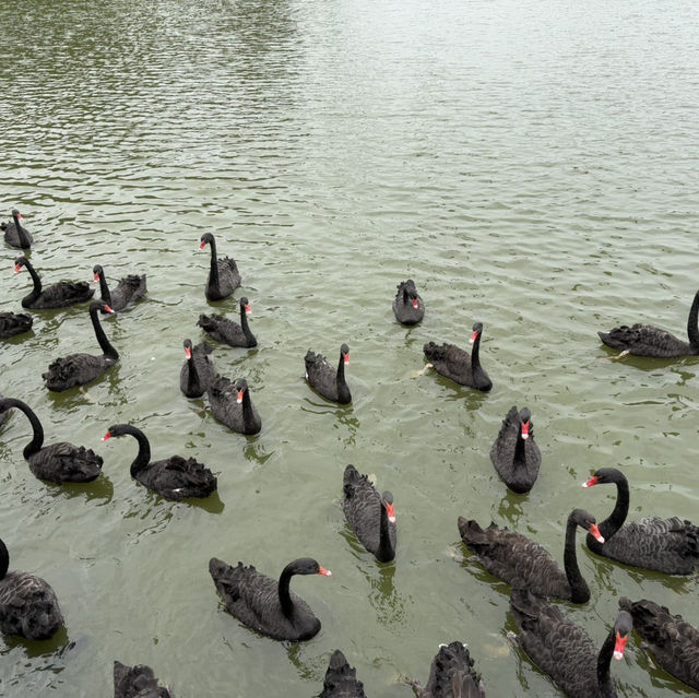 Wild Encounters: A Day at Guangzhou Safari Park