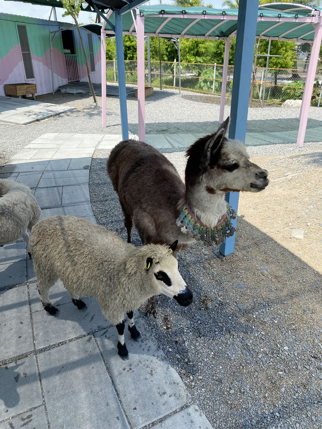 《星夢森林》：近距離與動物的互動體驗