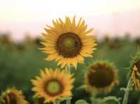 Sundarapandipuram Sunflowers: A Golden Paradise in Tamil Nadu 🌻