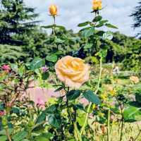 【京都府立植物園】100周年を迎えた京都の四季を一番感じる場所