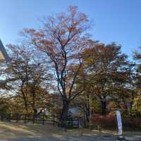 Namsan Park ในฤดูใบไม้เปลี่ยนสี
