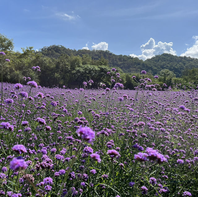 อุทยานแห่งชาติเขาใหญ่ (Khao Yai National Park)🌳