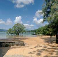 The Mangrove by Blu Monkey 🐵