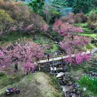 สะพานซากุระขุนวาง 