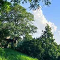 花柏山公園：悠閒秘境 🌳🌼