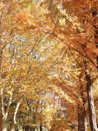 🍂首爾市內最美銀杏公園
