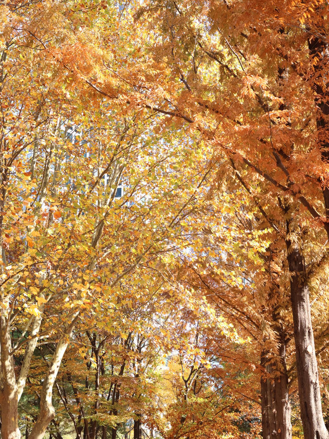 🍂首爾市內最美銀杏公園