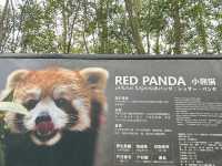 it's PANDA time !!!