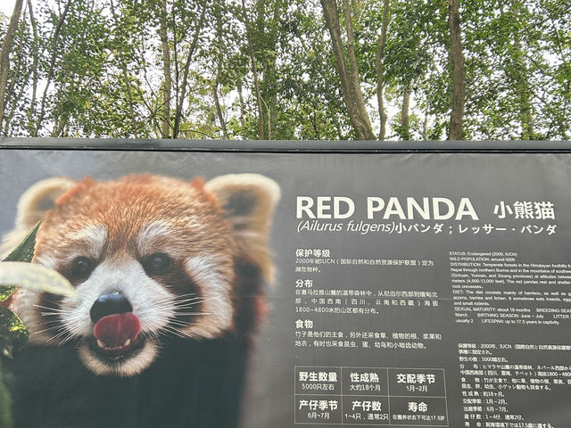 it's PANDA time !!!