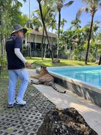 【タイ･プーケット🇹🇭】スリル満点💯トラと写真が撮れるスポット！🐯