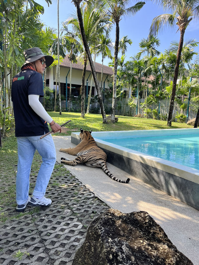 【タイ･プーケット🇹🇭】スリル満点💯トラと写真が撮れるスポット！🐯