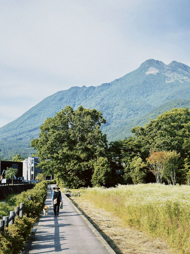 🇯🇵由布院小眾玩法｜田野、單車、美術館🖼️