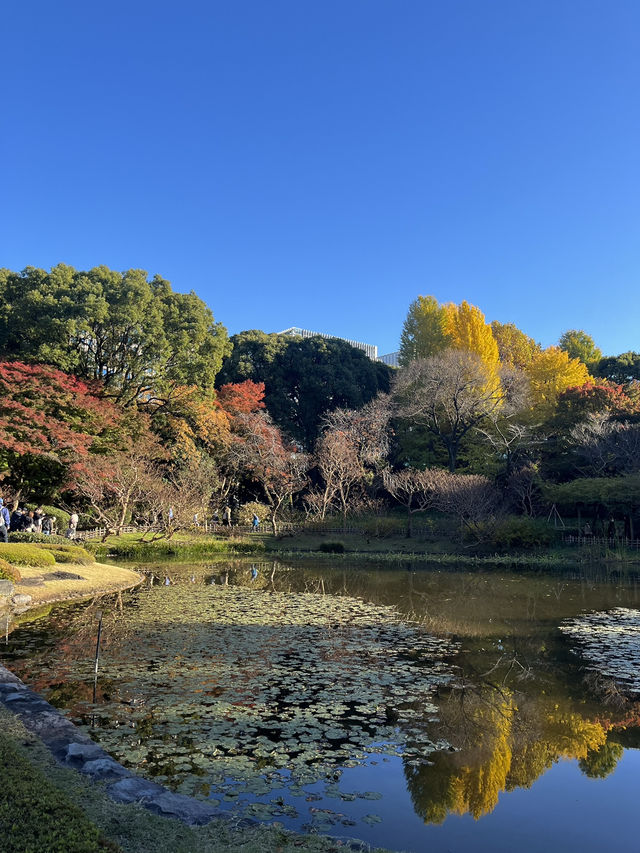 가을 느낌 물씬 [니노마루 정원]⛲️