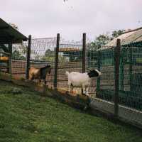 文山市民農園：動物樂園的奇妙🦙🦩
