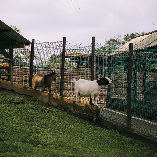 文山市民農園：動物樂園的奇妙🦙🦩