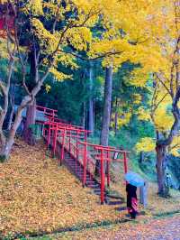 京都💛イチョウの敷紅葉💛導観稲荷神社⛩️