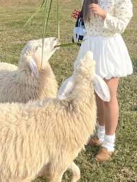 —— ฟาร์มโชคชัย ( 2024 ) ‼️🐄🐑🐎