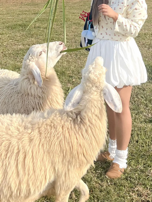 —— ฟาร์มโชคชัย ( 2024 ) ‼️🐄🐑🐎