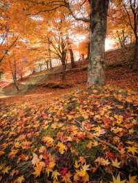 【この秋はここ行って！🍁】長野県・もみじ湖で1万本の紅葉を見に行こう！✨