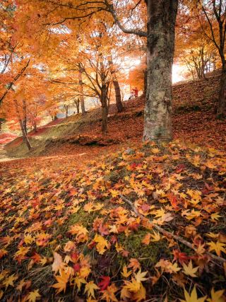[Go here this fall! 🍁] Come see 10,000 autumn leaves at Lake Momiji in Nagano Prefecture! ✨
