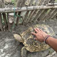 Touching the giant tortoise 🐢 
