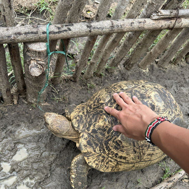 Touching the giant tortoise 🐢 