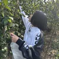 สวนพุดซานมสดของแทร่ วังน้ำเขียว🍏