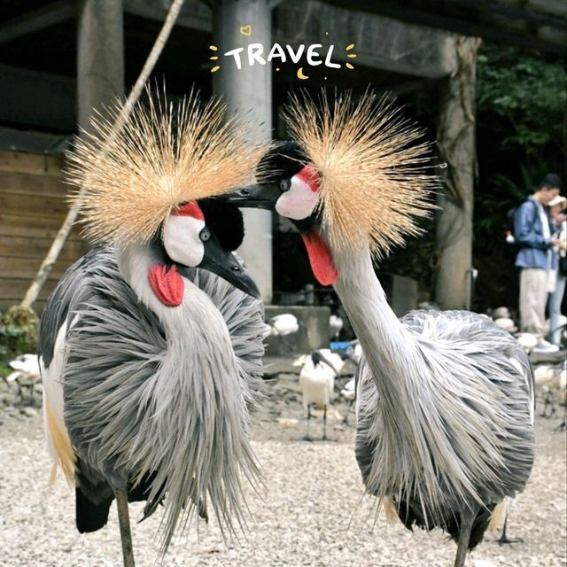 沖繩景點|零距離接觸動物~超級原始放養~名護自然動植物園