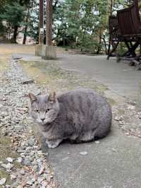 【栃木】猫好きさんには行ってほしい‎🤍御朱印がとても素敵な神社⛩✨