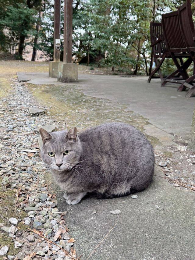 【栃木】猫好きさんには行ってほしい‎🤍御朱印がとても素敵な神社⛩✨