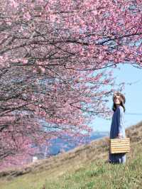 【静岡】富士山と河津桜を望めるスポット！