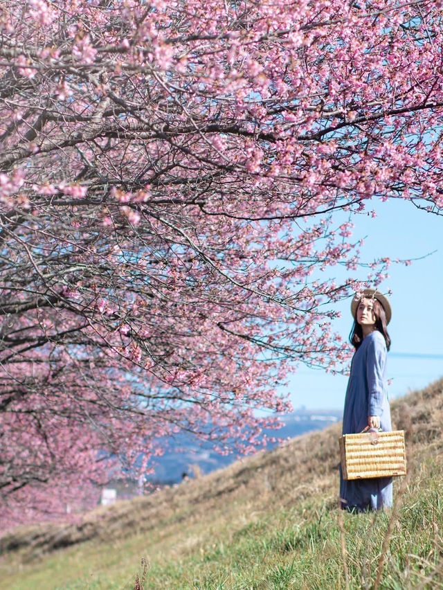 【静岡】富士山と河津桜を望めるスポット！