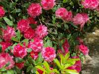 Beauty of National Rhododendron Gardens