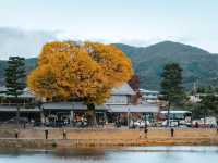 อาราชิยามา (Arashiyama)
