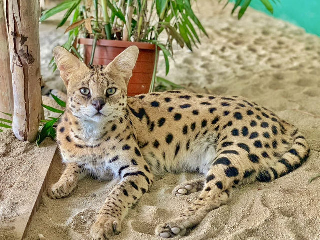 台南頑皮世界動物園｜可愛水豚 沙漠狐狸 長頸鹿