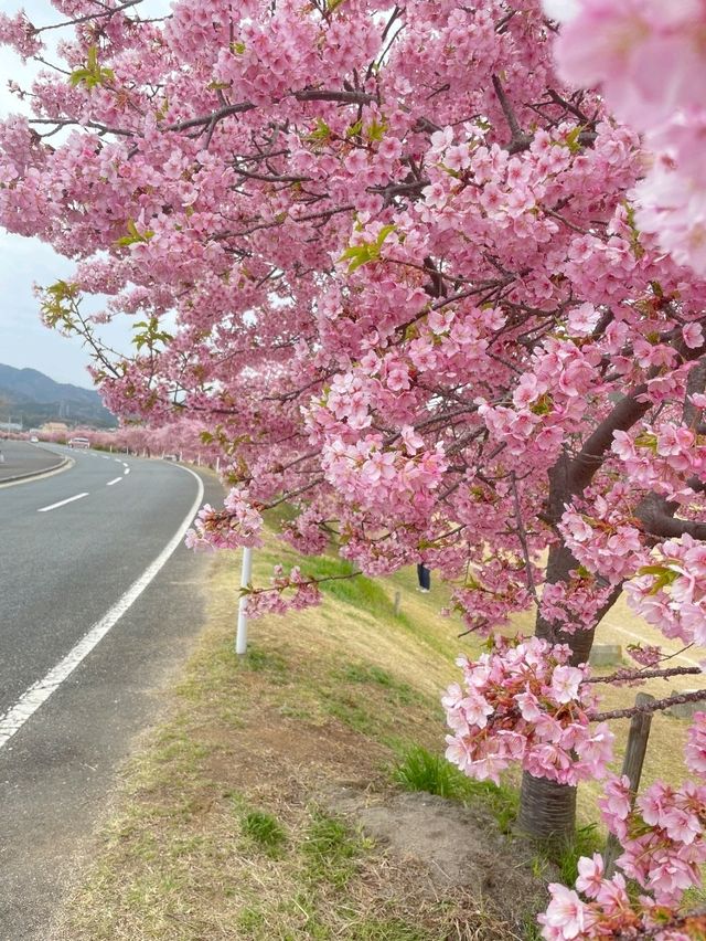 【冬に咲く桜】河津桜のおすすめスポット🪧