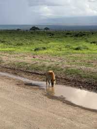 Safari trip at Amboseli National Park 🇰🇪