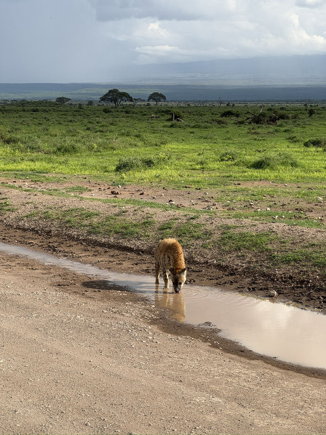 Safari trip at Amboseli National Park 🇰🇪