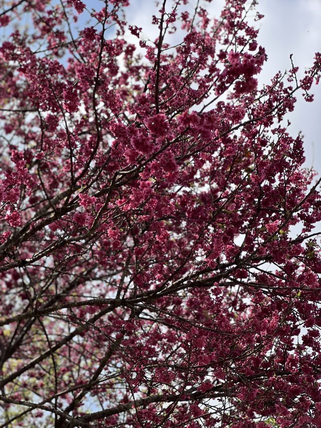 ซากุระ อ่างขาง อ.ฝาง จ.เชียงใหม่🌸🌸