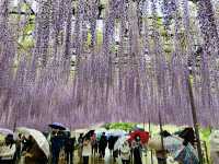 🇯🇵 東京近郊紫藤花💜