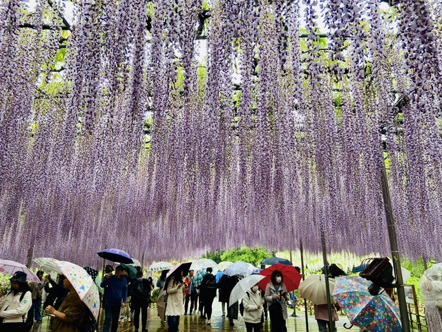 🇯🇵 東京近郊紫藤花💜